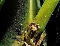 Poškození stébel kukuřice zavíječem kukuřičným
