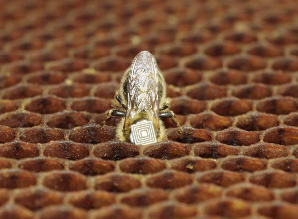 Obr. 2: Včelí dělnice označená na hrudi malým čipem ukládá do buňku nektar přinesený z navštívených rostlin
