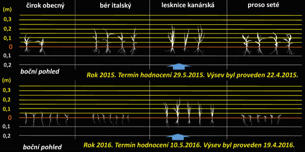 Obr. 2: Habitus podzemní a nadzemní části rostlin čeledi lipnicovitých na počátku vývoje rostlin v roce 2015 a 2016 na lokalitě Praha-Suchdol