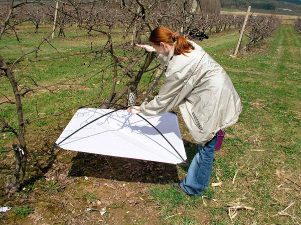 Kontrola výskytu květopasa jabloňového pomocí sklepávadla