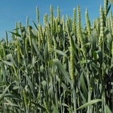 Seznam doporučených odrůd pšenice ozimé 2023