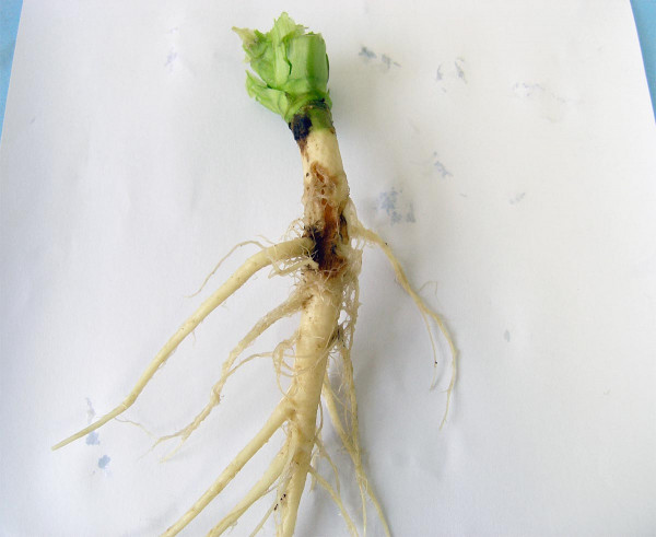 Obr. 4: Kořen řepky ozimé poškozený od larev květilky zelné