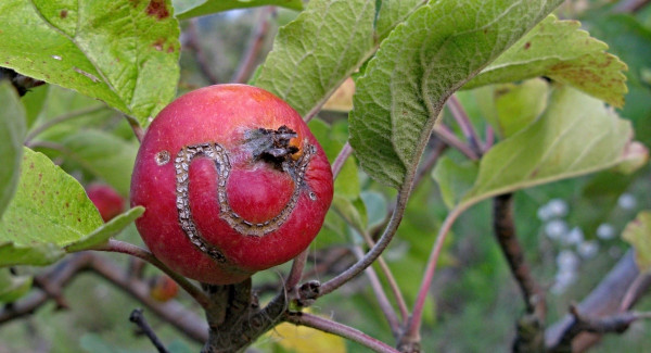 Jablko poškozené pilatkou jablečnou