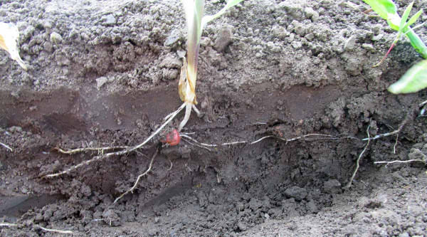 Obr. 7: Kombinace utužení půdy, vyšší půdní vlhkosti a zvýšeného tlaku na secí botky zvyšuje riziko utužení dna výsevní rýhy i na oraných plochách, které omezuje rozvoj kořenů do spodních vrstev půdy