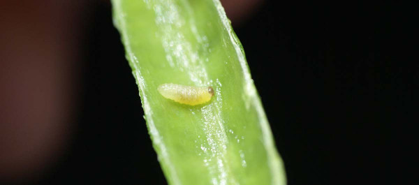 Larva krytonosce šešulového