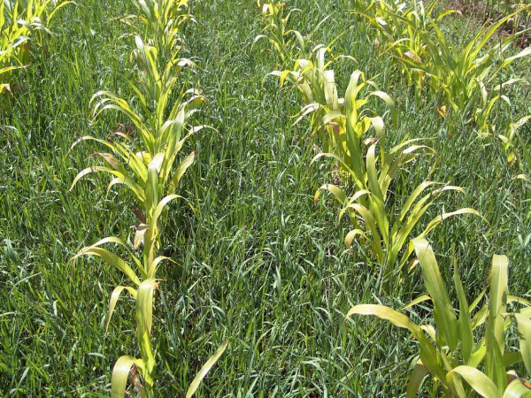 Obr. 3: Prožloutnutí a retardace růstu kukuřice v důsledku intenzivního  zaplevelení pýrem plazivým (kombinace konkurenčního a alelopatického působení)