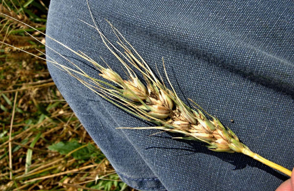 Zakrslá snětivost pšenice