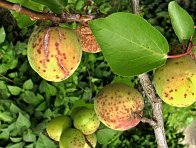 Strupovitost peckovin na plodech meruňky