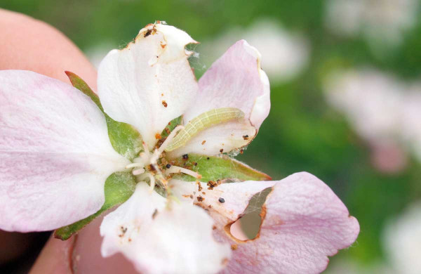 Květ jabloně poškozený píďalkou podzimní