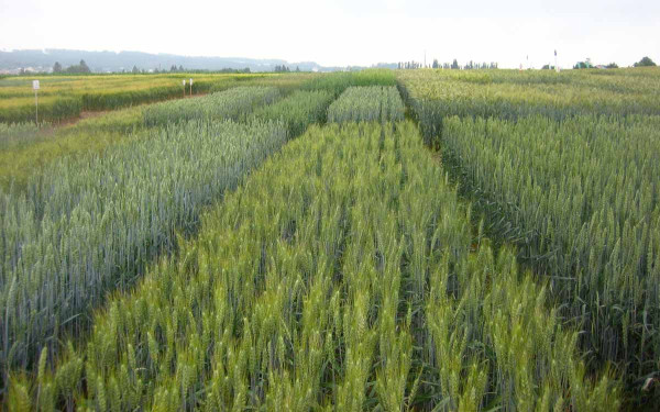 Pěstitelé by měli vybírat odrůdy pšenice s vyšší odolností vůči snětím a rzím.