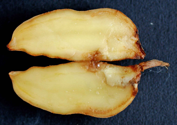 Měkká hniloba v pupkové části hlízy bramboru na podélném řezu