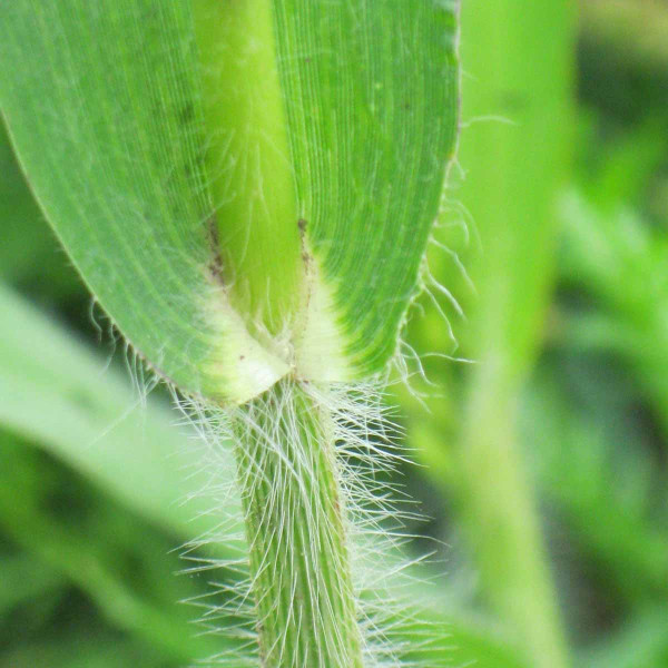Obr. 6: Trichomy v oblasti oušek u prosa setého rumištního (Panicum miliaceum ssp. ruderale)