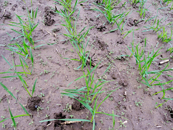 Vzcházející plevele v ozimé pšenici pro časně postemergentní aplikaci herbicidů