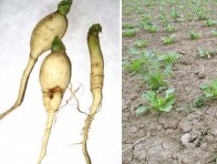 U rostlin ředkve olejné dochází k tvorbě ztloustlých kořenů (vlevo), které se mohou pomaleji rozkládat v půdě a zvyšují riziko nevymrznutí rostlin, např. v systémech setí cukrové řepy do vymrzající ředkve jako strniskové meziplodiny (vpravo, SRN jaro 2016)