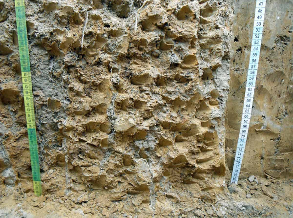 Obr. 3: Detail pôdneho profilu v hĺbke 0,5–0,8 m - prekorenie