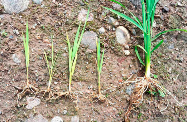 Napadené rostliny rýže v porovnání se zdravou rostlinou
