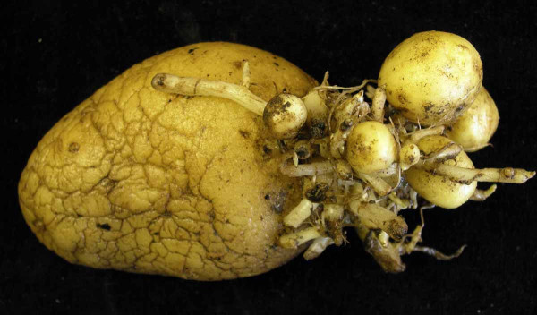 Obr. 1: Abiotická hlízkovitost bramboru