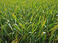 Rez plevová - žlutá rzivost pšenice – pohled do porostu