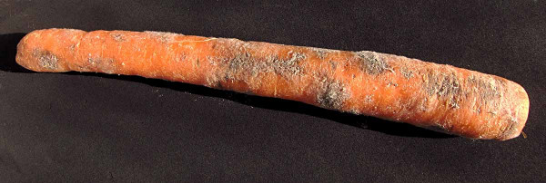 Pochmurnatka mrkvová napadá kořen mrkve