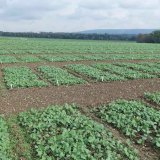 Porovnání účinnosti herbicidů v ozimé řepce v pěstitelském roce 2020/21