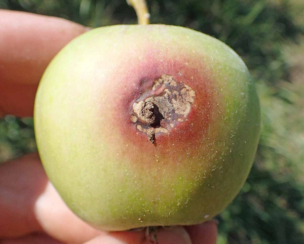 Napadený plod obalečem jablečným