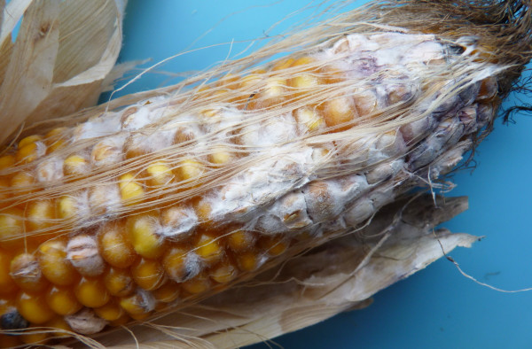 Obr. 5: Bělorůžová hniloba obilek kukuřice (fuzariózy kukuřice) v klasu kukuřice