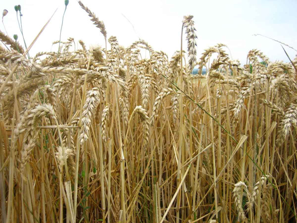 Díky šlechtění se výnosy pšenice zvyšují zhruba o 1 % za rok.
