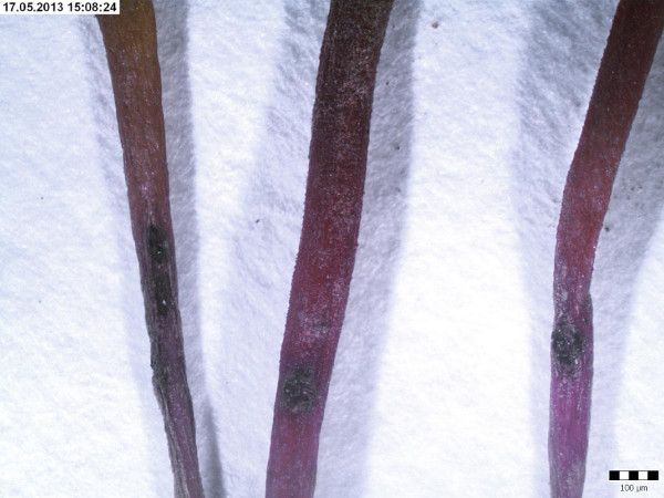 Vykousaná tmavá jamka na kořenech řepy způsobená maločlencem čárkovitým ve fázi 2 pravých listů