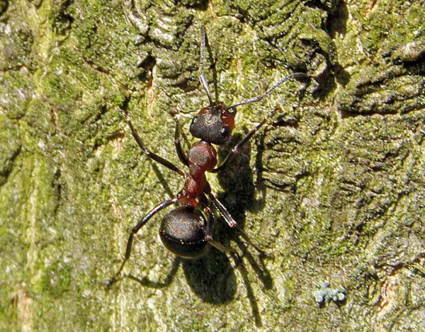 Obr. 4: Mravence mnozí z nás považují za obtížný hmyz, který vniká do domácností, a dokonce i chová mšice, zároveň jsou to ale aktivní lovci, schopní regulovat populace jiného hmyzu