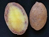 Závěrečná ošetření by měla ochránit hlízy před plísní bramboru