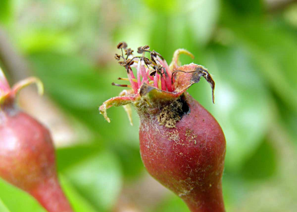 Plůdky poškozené pilatkou hruškovou - bionomie i způsob ochrany jsou obdobné jako u pilatky jablečné
