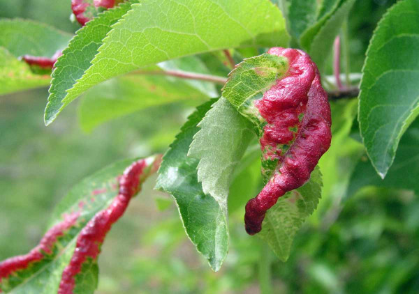Původcem červených puchýřků na listech jabloní bývají zakladatelky mšice jitrocelové, což je příležitost pro provedení včasné aplikace aficidu