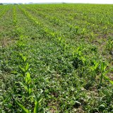 Aktuální přehled ochrany polních plodin - duben a květen 2017