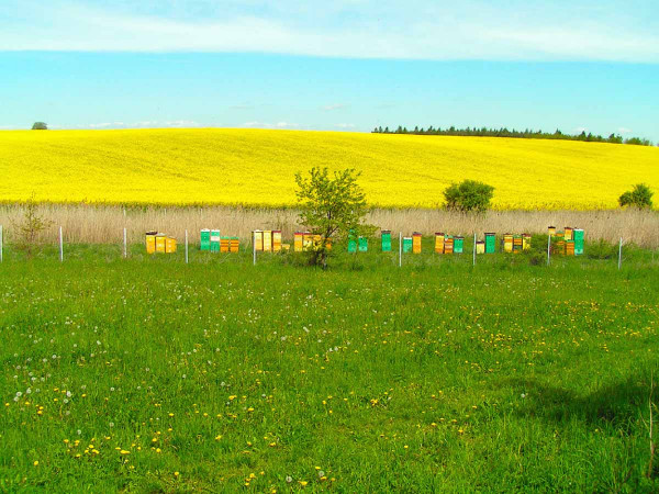 Intenzivní zemědělství a včelařství se vzájemně nevylučují; nutný je vzájemný respekt