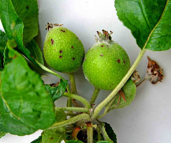 Poškození plůdků zobonoskou jablečnou