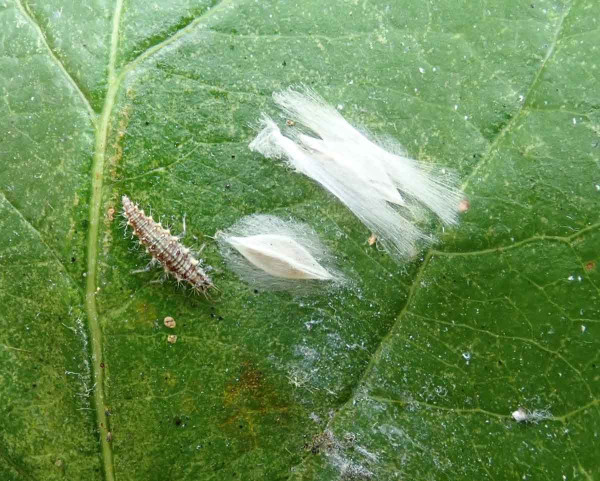 Kokony podkopníčka spirálového (v blízkosti larva zlatoočky)