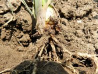 Obr. 2: Larva na kořenu kukuřice