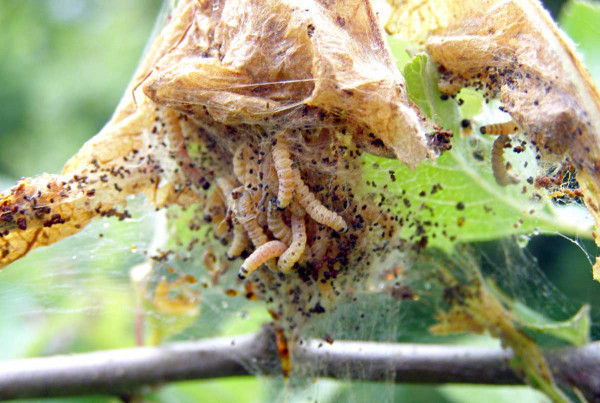 Příležitostně se v sadech objevují kolonie předivek, které jsou citlivé k běžným insekticidům a také  k B. thuringiensis