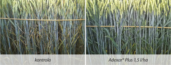 Obr. 1: Vliv fungicidního ošetření porostu pšenice ozimé (odrůda Elly, Úhřetice, 26.6 2016)