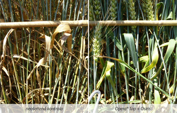 Vliv fungicidního ošetření na zdravotní stav porostu ozimé pšenice (Krukanice, 3. 7. 2015)