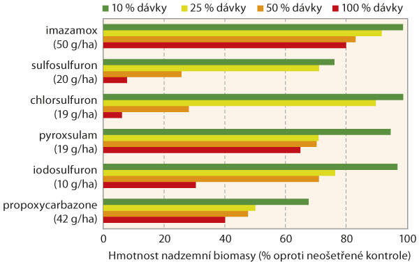 Graf 2: Vliv dávky reziduálních ALS inhibitorů na hmotnost biomasy cukrové řepy 4 měsíce po aplikaci herbicidů (výsledky pokusu z roku 2020 v Praze)
