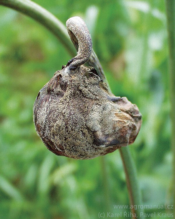 Odumřelá makovice se za vlhka pokrývá vrstvou šedohnědého mycelia (foto Karel Říha, Pavel Kraus)