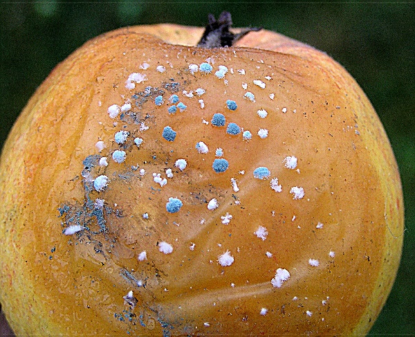 modrá (peniciliová) hniloba jablek (foto Jaroslav Rod)