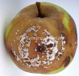 Moniliová hniloba na jablku