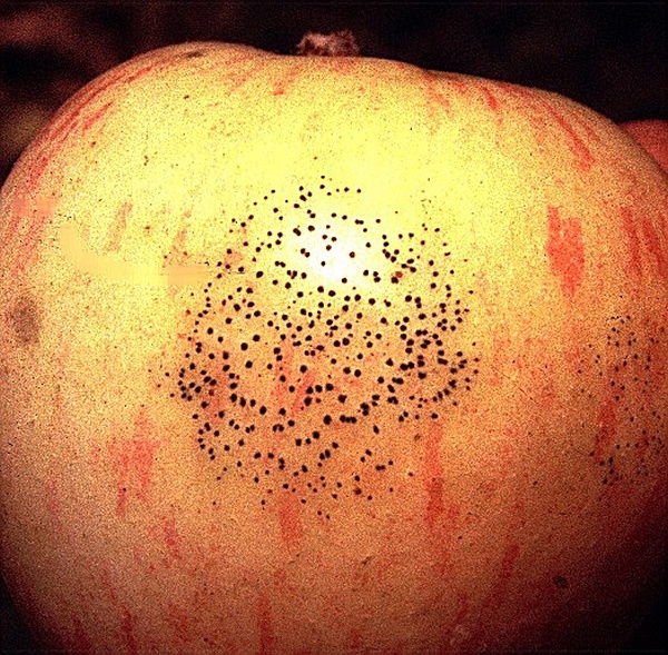 mušincovitost jablek (foto Jaroslav Rod)