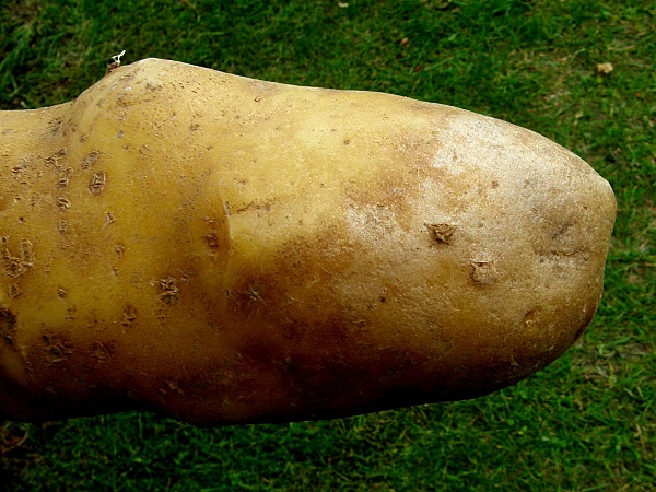 stříbřitost slupky brambor (foto Jaroslav Rod)