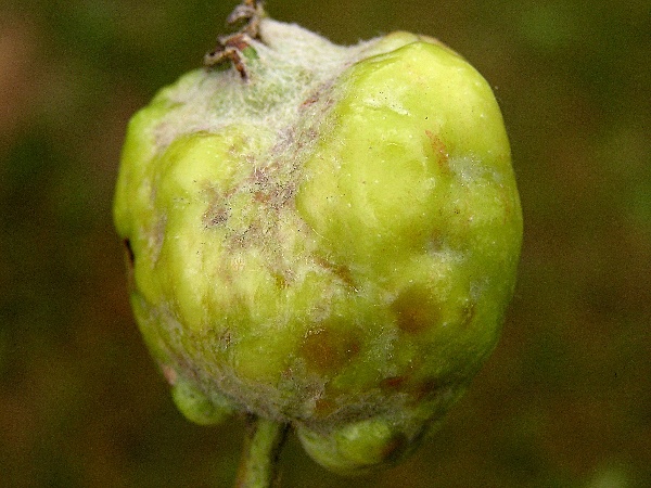 mšice jabloňová - poškození jablka (foto Jaroslav Rod)