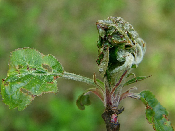 obaleč pupenový - poškození vegetačního vrcholu jabloně (foto Jaroslav Rod)