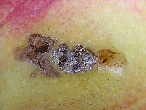 obaleč zimolezový - poškození povrchu jablka (foto Jaroslav Rod)