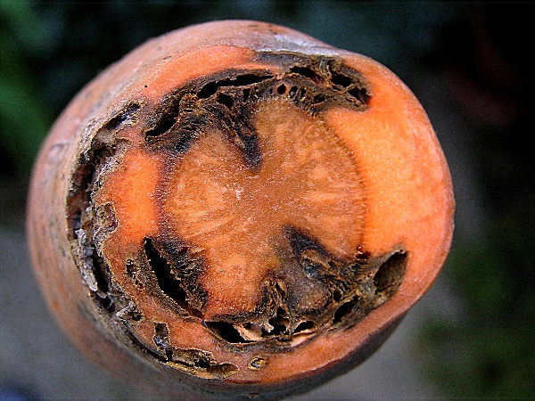 pochmurnatka mrkvová - příčný řek kořenem mrkve (foto Jaroslav Rod)